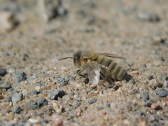 Apis mellifera