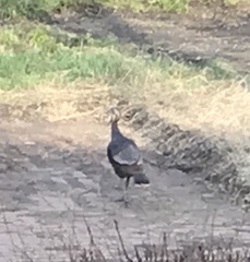 Meleagris gallopavo