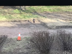 Meleagris gallopavo