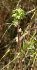 Acaena pinnatifida californica
