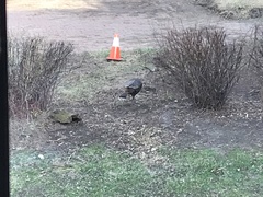 Meleagris gallopavo