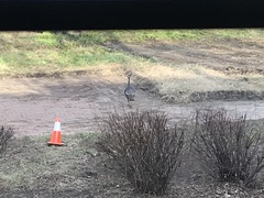 Meleagris gallopavo