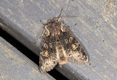 Lithophane consocia