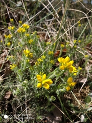 Genista hispanica hispanica