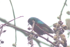 Cinnyris reichenowi reichenowi