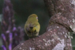 Zosterops senegalensis