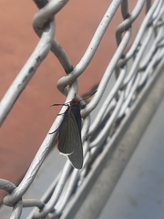 Pyrrhopygopsis socrates