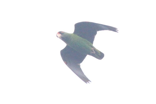 Red-fronted Parrot (Poicephalus gulielmi), photo 10