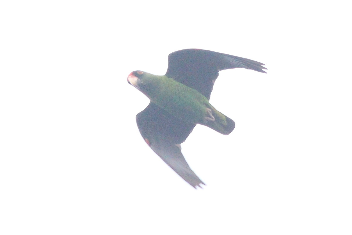 Red-fronted Parrot (Poicephalus gulielmi), photo 2