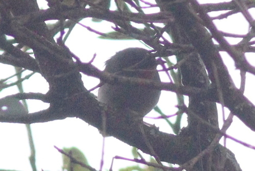 Chestnut-throated Apalis (Apalis porphyrolaema), photo 6