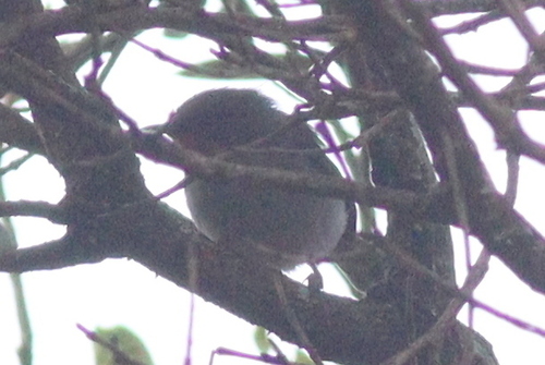 Chestnut-throated Apalis (Apalis porphyrolaema), photo 4