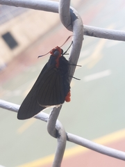 Pyrrhopygopsis socrates