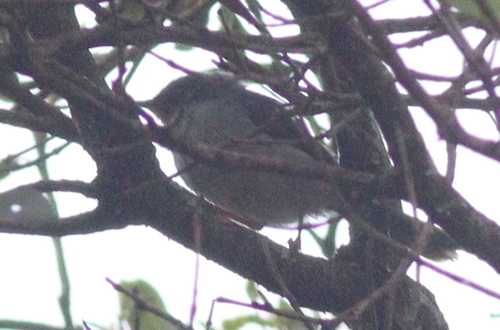 Chestnut-throated Apalis (Apalis porphyrolaema), photo 5