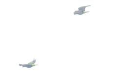 Poicephalus gulielmi