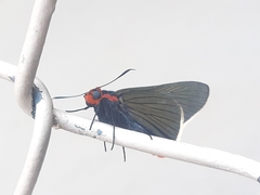 Pyrrhopygopsis socrates