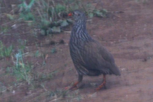Scaly Spurfowl (Pternistis squamatus), photo 7