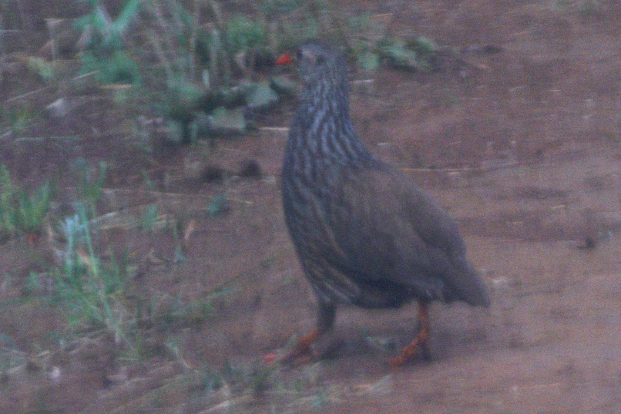 Scaly Spurfowl (Pternistis squamatus), photo 2