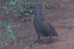 Pternistis squamatus