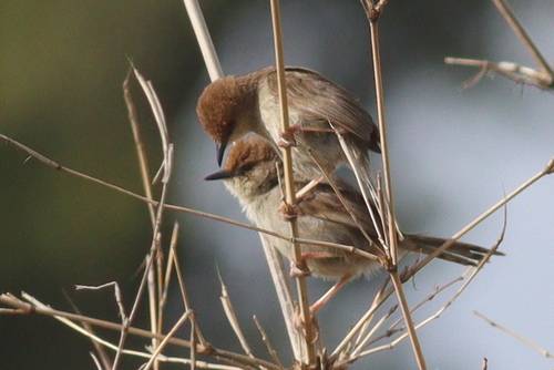Hunter's Cisticola (Cisticola hunteri), photo 7