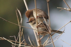 Cisticola hunteri