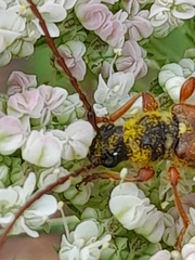 Stenopterus mauritanicus