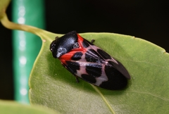 Cosmoscarta exultans