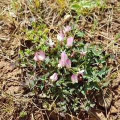Trifolium uniflorum