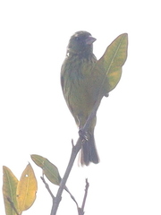 Crithagra hyposticta