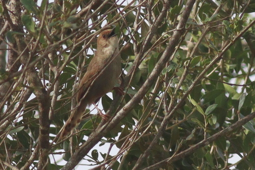 Hunter's Cisticola (Cisticola hunteri), photo 9