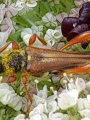 Stenopterus mauritanicus