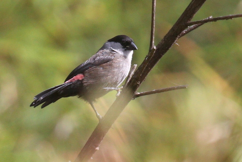 Kandt's Waxbill (Estrilda kandti), photo 4