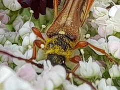 Stenopterus mauritanicus