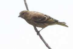 Serinus flavivertex