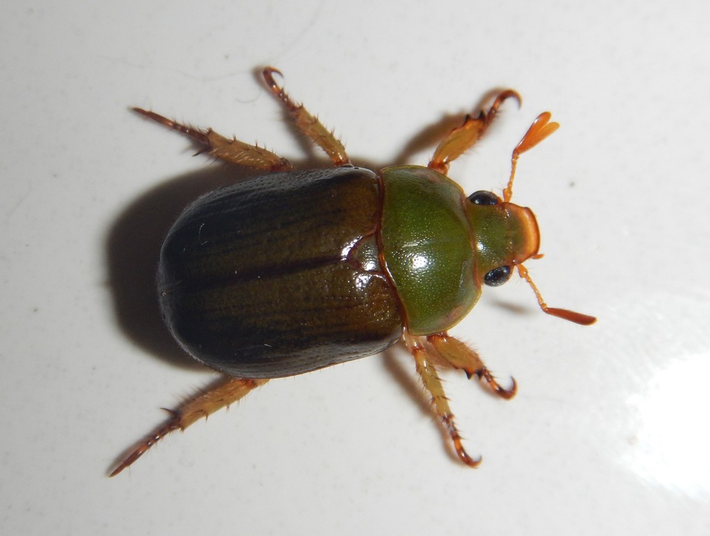 Paraschizognathus