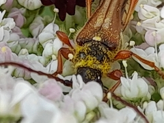 Stenopterus mauritanicus