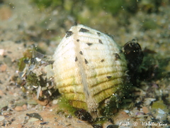 Cerastoderma glaucum