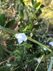 Barleria elegans orientalis