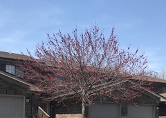 Magnoliopsida