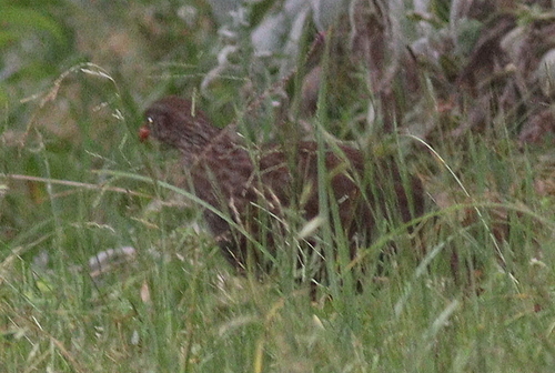Scaly Spurfowl (Pternistis squamatus)