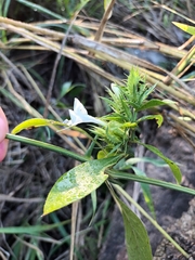 Barleria elegans orientalis
