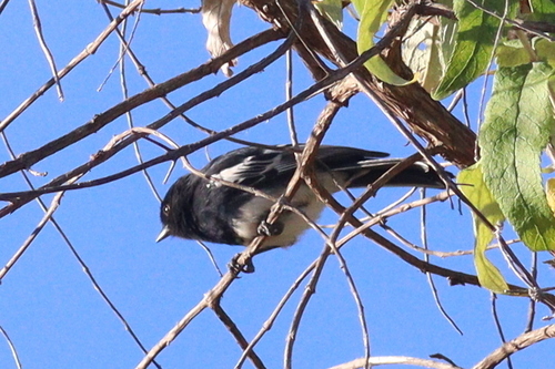 White-bellied Tit (Melaniparus albiventris), photo 5