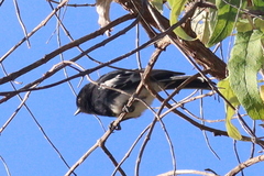 Melaniparus albiventris