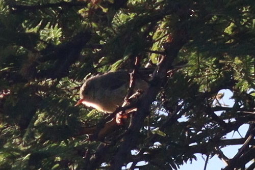 Buff-bellied Warbler (Phyllolais pulchella), photo 3