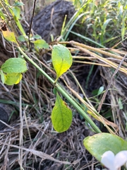 Barleria elegans orientalis