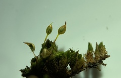 Drummondia prorepens