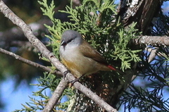 Coccopygia quartinia