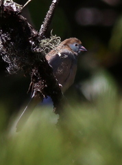 Uraeginthus bengalus