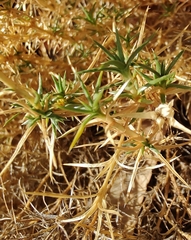 Scleranthus pungens