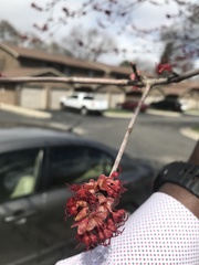Magnoliopsida