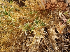 Scleranthus pungens